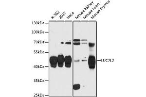 Western blot analysis of extracts of various cell lines, using LUC7L2 antibody (ABIN6132098, ABIN6143385, ABIN6143386 and ABIN6216960) at 1:3000 dilution. (LUC7L2 Antikörper  (AA 313-392))