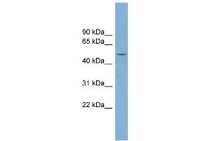 WB Suggested Anti-RNPEPL1 Antibody Titration: 0. (RNPEPL1 Antikörper  (N-Term))