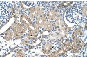 Immunohistochemical staining (Formalin-fixed paraffin-embedded sections) of human kidney with FBXL7 polyclonal antibody  at 4-8 ug/mL working concentration. (FBXL7 Antikörper  (N-Term))