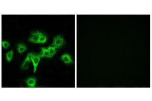 Immunofluorescence (IF) image for anti-Cell Adhesion Molecule-Related/down-Regulated By Oncogenes (CDON) (Internal Region) antibody (ABIN1850264) (CDON Antikörper  (Internal Region))