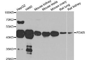 Western blot analysis of extracts of various cell lines, using FDXR antibody. (Ferredoxin Reductase Antikörper)