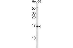 BGLAP Antibody (C80) western blot analysis in HepG2 cell line lysates (35µg/lane). (Osteocalcin Antikörper  (C-Term))