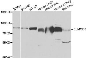 Western blot analysis of extracts of various cell lines, using ELMO3 antibody (ABIN5975493) at 1/1000 dilution. (ELMO3 Antikörper)