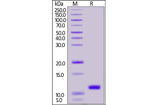 SARS-CoV-2 NSP7 Protein (His tag)