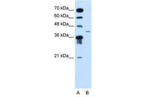 MFAP3L antibody  (AA 104-153)