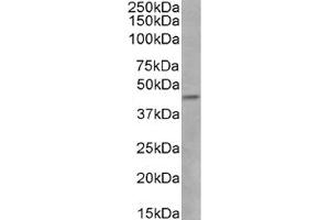 Western Blot using anti-CCR5 (phosphoserine 337) antibody V14/2. (Rekombinanter CCR5 Antikörper  (pSer337))