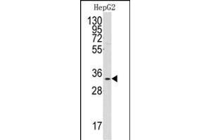 Western blot analysis of anti-C1QBP Antibody (Center) (ABIN392305 and ABIN2841958) in HepG2 cell line lysates (35 μg/lane). (C1QBP Antikörper  (AA 76-104))