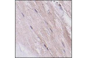 Immunohistochemistry of NIPSNAP2 in mouse skeletal muscle tissue with this product at 2. (GBAS Antikörper  (N-Term))