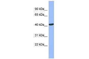 WB Suggested Anti-SERPINB13  Antibody Titration: 0. (SERPINB13 Antikörper  (N-Term))