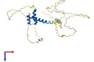 PITX1 Protein (AA 1-314) (His tag)