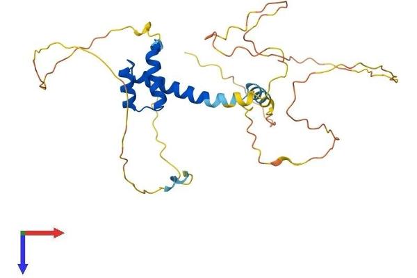 PITX1 Protein (AA 1-314) (His tag)