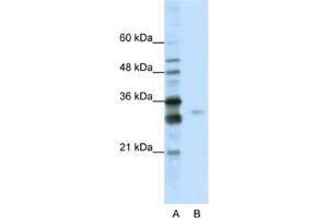 Western Blotting (WB) image for anti-serine/arginine-Rich Splicing Factor 1 (SRSF1) antibody (ABIN2462230) (SRSF1 Antikörper)