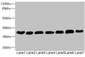 Western blot All lanes: PGAM2 antibody at 7. (PGAM2 Antikörper  (AA 1-253))