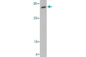 Western blot analysis of MED4 in human testis tissue lysate with MED4 polyclonal antibody  at 0. (MED4 Antikörper  (C-Term))