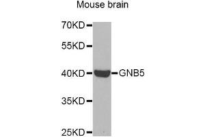 Western Blotting (WB) image for anti-Guanine Nucleotide Binding Protein (G Protein), beta 5 (GNB5) (AA 1-200) antibody (ABIN6220634) (GNB5 Antikörper  (AA 1-200))