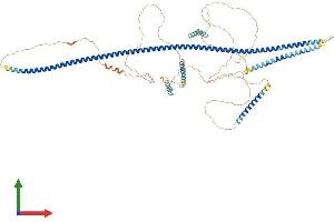 Protein Structure (PS) image for Angiomotin Like 2 (AMOTL2) (AA 1-779) protein (His tag) (ABIN7552209)