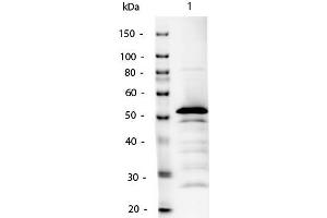 Western Blot of Mouse IgG2a Antibody Alkaline Phosphatase Conjugated.