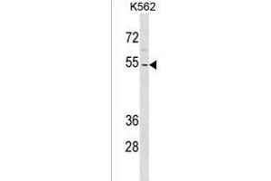 ZN Antibody (N-term) (ABIN1539408 and ABIN2838227) western blot analysis in K562 cell line lysates (35 μg/lane).