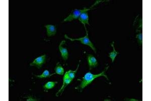 Immunofluorescent analysis of U251 cells using ABIN7149396 at dilution of 1:100 and Alexa Fluor 488-congugated AffiniPure Goat Anti-Rabbit IgG(H+L) (CIAO3 (AA 2-265) Antikörper)