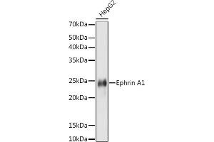 Western blot analysis of extracts of HepG2 cells, using Ephrin  antibody (ABIN7266976) at 1:1000 dilution. (Ephrin A1 Antikörper)