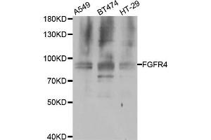 Western blot analysis of extracts of various cell lines, using FGFR4 antibody. (FGFR4 Antikörper)