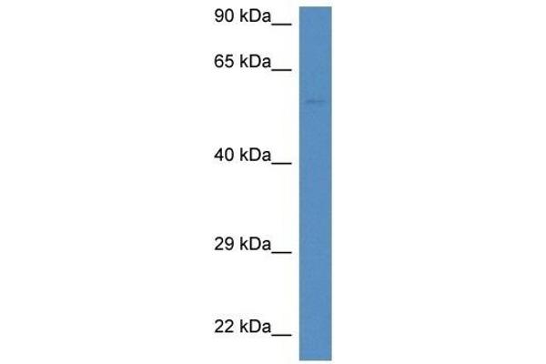 DUOXA1 Antikörper  (C-Term)