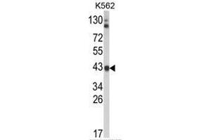 Western blot analysis of ADH5 Antibody (Center) in K562 cell line lysates (35ug/lane).