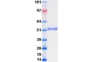 Validation with Western Blot