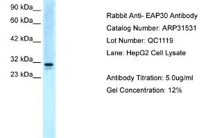 WB Suggested Anti-EAP30 Antibody Titration:  5. (SNF8 Antikörper  (N-Term))