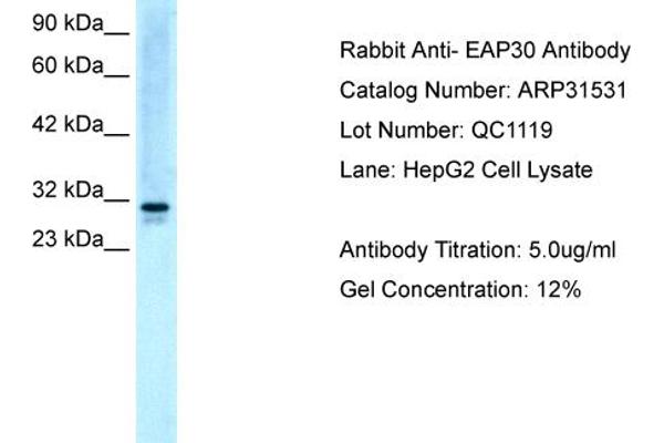 SNF8 antibody  (N-Term)
