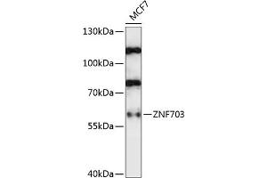 Western blot analysis of extracts of MCF7 cells, using ZNF703 antibody (ABIN7271524) at 1:1000 dilution. (ZNF703 Antikörper  (AA 160-290))