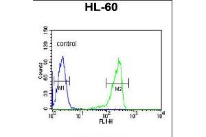 Flow cytometric analysis of HL-60 cells (right histogram) compared to a negative control cell (left histogram). (Calpain 3 Antikörper  (C-Term))
