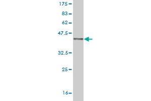 Western Blot detection against Immunogen (36. (ZEB1 Antikörper  (AA 801-900))