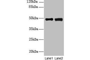 Western blot All lanes: DBF4B antibody at 4 μg/mL Lane 1: MCF-7 whole cell lysate Lane 2: A549 whole cell lysate Secondary Goat polyclonal to rabbit IgG at 1/10000 dilution Predicted band size: 68, 48, 55, 19 kDa Observed band size: 48 kDa (DBF4B/DRF1 Antikörper  (AA 1-300))
