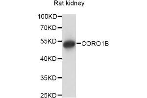 Western blot analysis of extracts of rat kidney, using CORO1B antibody. (CORO1B Antikörper)