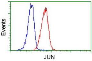 Image no. 1 for anti-Jun Proto-Oncogene (JUN) antibody (ABIN1498935) (C-JUN Antikörper)