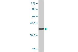 Western Blotting (WB) image for anti-Protein Phosphatase 1, Catalytic Subunit, beta Isoform (PPP1CB) (AA 231-327) antibody (ABIN562345)