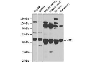 Western blot analysis of extracts of various cell lines, using NFS1 antibody (ABIN6130224, ABIN6144594, ABIN6144596 and ABIN6217361) at 1:1000 dilution. (NFS1 Antikörper  (AA 208-457))