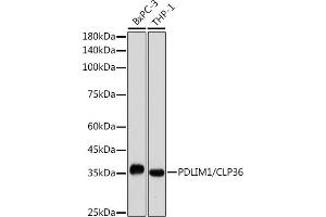 Western blot analysis of extracts of various cell lines, using PDLIM1/CLP36 antibody (ABIN7269195) at 1:1000 dilution. (PDLIM1 Antikörper)