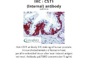 Image no. 1 for anti-Cystatin SN (CST1) (Internal Region) antibody (ABIN1733346) (CST1 Antikörper  (Internal Region))