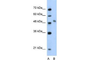 WB Suggested Anti-MYBL1 Antibody Titration:  2.
