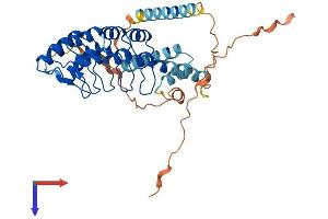ANKRD2 Protein (AA 1-360) (His tag)