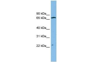 WB Suggested Anti-ZNF135 Antibody Titration: 0. (ZNF135 Antikörper  (N-Term))