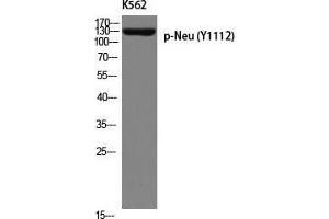 Western Blot (WB) analysis of K562 using p-Neu (Y1112) antibody. (NEURL Antikörper  (pTyr1112))