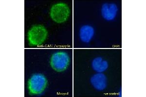 ABIN184887 Immunofluorescence analysis of paraformaldehyde fixed U937 cells permeabilized with 0. (NLRP3 Antikörper  (C-Term))