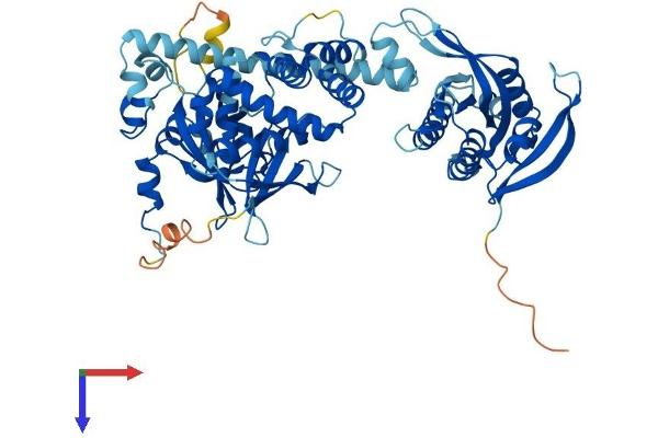 GUCY1B3 Protein (AA 1-620) (His tag)