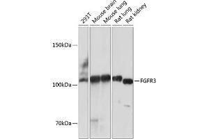 Western blot analysis of extracts of various cell lines, using FGFR3 antibody (ABIN7267191) at 1:1000 dilution. (FGFR3 Antikörper)