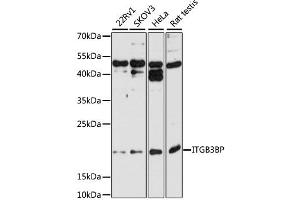 Western blot analysis of extracts of various cell lines, using ITGB3BP antibody (ABIN2563484) at 1:1000 dilution.
