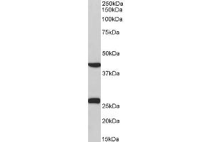 ABIN5539516 (0. (DUSP6 Antikörper  (C-Term))