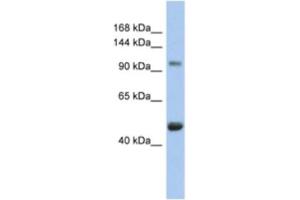 Western Blotting (WB) image for anti-Retinoblastoma-Like 1 (p107) (RBL1) antibody (ABIN2463962) (p107 Antikörper)
